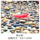 春瑞黑殼蝦水族箱水草缸清潔除藻工具淡水觀(guān)賞蝦大和藻蝦寵物活體飼料  極火蝦20只+5只抵損耗
