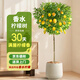 瑯闕香水檸檬樹(shù)盆栽室內綠植客廳陽(yáng)臺四季好養1.5-1.7m聚寶盆源頭直發(fā)