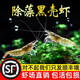 寵小俠黑殼蝦草缸除藻蝦觀(guān)賞蝦活體飼料水草清潔米蝦吃青苔綠藻魚(yú)缸造景 【順豐】大號黑殼蝦200送100（清潔除藻）
