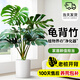 愛(ài)優(yōu)尚龜背竹觀(guān)葉植物室內客廳辦公室綠植大盆栽?xún)艋諝馕兹┰搭^直發(fā)