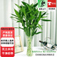 歐芽富貴竹水培植物轉運開(kāi)運竹花卉綠植盆栽室內花客廳水養節節高 富貴竹60-70厘米10棵+玻璃花瓶 規格