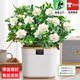 歐芽梔子花盆栽花卉植物室內濃香辦公室水培綠植 【多分支大苗】梔子花+菠蘿吸水盆  含盆