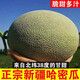 正宗新疆哈密瓜10斤新鮮水果當季冰淇淋蜜瓜脆甜蜜香瓜哈密瓜包郵 9斤