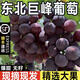 順豐東北巨峰葡萄5斤新鮮孕婦水果當季現摘酸甜爆汁無(wú)籽黑提整箱L 2斤裝【順豐快遞 新鮮現摘】