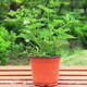 盆栽驅(qū)蚊草 盆栽驅(qū)蚊草苗 室內(nèi)必備花草 夏季盆栽驅(qū)盆栽驅(qū)蚊草室內(nèi)陽臺(tái)清香 香草小苗