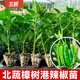 北蔬樟樹(shù)港辣椒苗種帶土秧苗活苗正宗辣椒樹(shù)苗春季蔬菜苗農科院 正宗北蔬樟樹(shù)港辣椒苗12棵+肥50g
