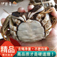 【活蟹】?jì)糁匦詢(xún)r(jià)比 伊樂(lè )草 精品紅膏太湖大閘蟹現貨螃蟹禮盒裝 公3.2-3.5兩 母2.2-2.5 6對12只