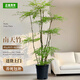 正植青年精品南天竹家居大型綠植盆栽客廳陽(yáng)臺造景真樹(shù)四季常青源頭直發(fā)