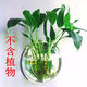 LZJV亞克力壁掛客廳墻上掛飾魚(yú)缸創(chuàng  )意水培花瓶墻飾容器墻面家居裝飾品 15厘米鏡面