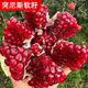 樂(lè )途特大軟籽石榴樹(shù)庭院別墅果樹(shù) 突尼斯軟籽石榴【3公分粗】源頭直發(fā)