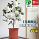 歐芽  適合冬天養的花卉白色山茶花盆栽種帶花苞綠植室內四季好養活懶 A級＋白茶花4年苗(無(wú)盆) 含盆