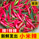 辰實(shí)【現(xiàn)摘】四川小米辣 新鮮紅辣椒 朝天椒 做泡椒 1斤