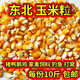 2026年?yáng)|北新玉米粒干玉米粒喂豬雞鴨鵝鳥(niǎo)家禽飼料鴿子糧釣魚(yú)打窩 黑龍江優(yōu)質(zhì)玉米粒(10斤裝)精選