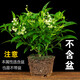 夜來(lái)香盆栽濃香室內外客廳陽(yáng)臺四季常青開(kāi)花芳香植物 夜來(lái)香1個(gè)月開(kāi)花(不帶盆) 含盆