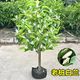 致薈樹(shù)白玉蘭樹(shù)苗老樁黃角蘭盆栽室內白蘭花帶花苞庭院濃香型四季開(kāi) 精品白蘭【1.2-1.3米老樁】開(kāi)花爆滿(mǎn)