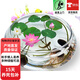 觀(guān)賞蓮子水培植物陽(yáng)臺花卉水生水養花盆栽 觀(guān)賞蓮子30粒