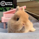 夢(mèng)茜兒（MEXEMINA）兔子活物侏儒兔鳳眼小型茶杯兔長(cháng)不大不咬人寵物荷蘭垂耳兔子活體 黃色侏儒兔【雙血統】