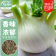 壽禾 球莖茴香種子苗陽(yáng)臺庭院種植蔬菜種籽 香洋球莖茴香種子2g/袋*3