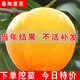 呆果丁黃桃樹(shù)苖桃樹(shù)果苗嫁接苗冬桃油桃樹(shù)果苗南方北方種植桃苗當年結果 五年苗買(mǎi)一送一【當年結果】包成活