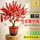 花財主北美冬青帶紅果真花盆栽樹(shù)苗老樁耐寒辦公室內盆景年宵花卉圣誕 特A級北美冬青盆栽50-60cm花開(kāi)