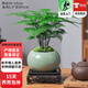 歐芽  文竹盆栽植物室內花卉盆景客廳辦公室桌面小綠植云竹 文竹+冰裂釉陶盆+底托