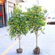 桂花樹(shù)苗金桂丹桂八月桂四季桂盆栽地栽花卉大型庭院綠植桂花 高度約60厘米【2顆】帶分叉