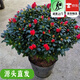 聽(tīng)雪樓特大杜鵑花盆栽老樁樹(shù)苗陽(yáng)臺室外耐寒庭院 國旗紅冠40-45高40左右 不含盆