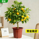 雙盟四季金桔樹(shù)盆栽帶果客廳室內可食用陽(yáng)臺年宵花卉綠植原盆源頭直發(fā)