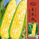 壽禾 水果甜玉米種子苗雙色超甜蔬菜種籽 金輝甜505玉米種子10g約60粒