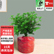 歐芽清香胡椒木盆栽綠植物室內外花卉樹(shù)苗老樁盆景九里香 3年清香胡椒木中苗（原土無(wú)盆）