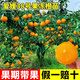 呆果丁愛(ài)媛38號樹(shù)苗果凍橙果樹(shù)果苗盆栽象山紅美人橘子樹(shù)柑桔樹(shù)果凍橙樹(shù) 2年精選苗（適合大面積種植）死苗包賠