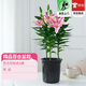 歐芽  百合花盆栽帶花苞室內濃香型大花卉客廳香水百合鮮花植物陽(yáng)臺盆 【帶花苞發(fā)貨】百合花粉色3株【原土】