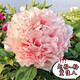 春季開(kāi)花牡丹【帶芽苞】原盆洛陽(yáng)正宗牡丹花苗盆栽庭院重瓣室內 趙粉 4年苗【3-5分枝】不含盆土