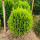灑金柏樹(shù)苗松柏苗木盆栽地栽花卉庭院綠化植物黃金柏原生香松扁柏 灑金柏苗40-50厘米高一棵