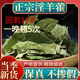 胖東來《正宗特級淫羊藿》中藥材特級新貨正宗甘肅淫羊藿葉嗷嗷叫 正品甘肅[當(dāng)季新貨無硫凈重] 精選野生淫羊藿200克