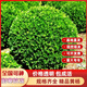 翩然小葉黃楊球瓜子黃楊四季常青別墅地栽庭院花壇耐寒綠化植物籬笆墻 小葉黃楊球70cm冠幅/高70cm左右 帶土球發(fā)貨