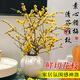 花翁水養鮮切花水培客廳植物 A級臘梅枝40cm4枝【帶花濃香】源頭直發(fā)