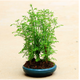 春沭 多桿式水杉造型杉樹(shù)多株叢林式盆景辦公室陽(yáng)臺綠植四季常青 3棵苗 不含盆