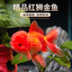 AIPHAROW金魚(yú)活魚(yú)獅子頭小型觀(guān)賞魚(yú)紅國獅冷水魚(yú)淡水魚(yú)小金魚(yú)苗活體 （優(yōu)質(zhì)）紅國獅5-7cm3條