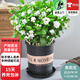 歐芽茉莉花重瓣花苗發(fā)貨室內花 花卉植物桌面綠植 茉莉10棵左右原土【黑色加侖盆】 1