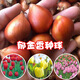 萌肉居郁金香種球水培土培綠植花卉郁金香種球隨機色5個(gè)源頭直發(fā)