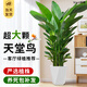 臨雅天堂鳥(niǎo)盆栽室內客廳大型綠植辦公室大葉植物花卉鶴望蘭去甲醛新房 天堂鳥(niǎo)1.5-1.6米+白棱形盆