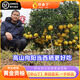懷化洪江巖垅鄉黃金貢柚_象山青柑橘_黔城春香柚小柚子香甜-順豐 5斤 凈果 順豐 大果 精選【果徑75-80mm】