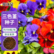 花沃里三色堇花種子約700粒 花卉種子四季草籽家庭盆栽土陽(yáng)臺庭院種植