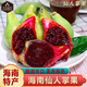 南步海南仙人掌果 野生紅心可食用仙桃果實(shí)大果稀奇古怪新鮮熱帶水果 仙人掌果 2斤精選裝【15-20個(gè)/斤】