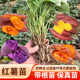 【保真包活】山東紅薯苗秧煙薯25號種苗高產(chǎn)蜜薯秧苗西瓜紅板栗薯 保真包活 西瓜紅(蒸煮)-紅心-100顆苗