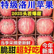 【脆甜】陜西冰糖心紅富士脆甜丑蘋(píng)果當季新鮮水果批發(fā)一整箱 ：帶箱9-10斤【出口】18-24個(gè)
