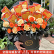 尋夢(mèng)精靈鮮花同城速遞網(wǎng)紅創(chuàng  )意刮刮樂(lè )彩票零食花束送長(cháng)輩紀念日生日禮物 10張10元刮刮樂(lè )13枝香檳玫瑰抱抱桶同城配送