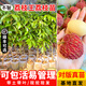 芥圃荔枝苗嫁接苗 官方旗艦 廣西荔枝樹(shù)苗南方種植可長(cháng)10年大樹(shù)果樹(shù)苗 荔枝王 【帶土帶葉發(fā)貨】 4年苗 高度：100-130cm