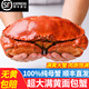 優(yōu)牧冠 滿(mǎn)黃熟凍面包蟹  100%超大純母蟹 鮮活冷凍生鮮蟹類(lèi)   【超大純母蟹】800-1000g*1只（凈重）